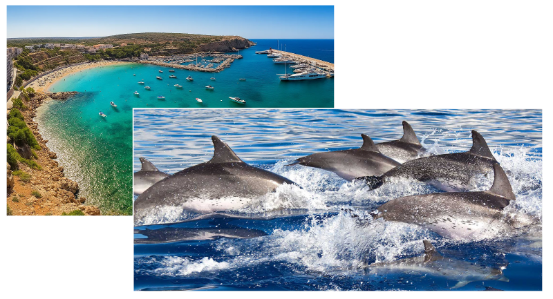 dolphins-toro